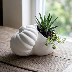 Puede incluir: Una maceta de cerámica blanca mate con forma de concha marina en espiral. La maceta contiene una suculenta Haworthia de color verde oscuro con rayas horizontales blancas y una pequeña planta suculenta colgante en tierra oscura.