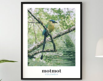 Motmot, Colombia, Original Photo, Foto de Colombia, Original Photography, Poster, Print, Wall Art, Poster 18x24 24x30 30x40 40x50 A2