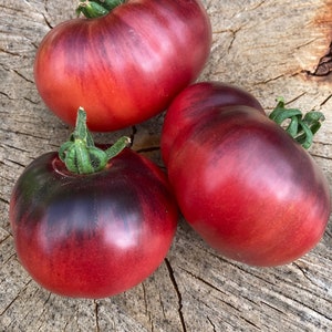 Blue Beauty Tomato Seeds - Rare Heirloom Tomatoes