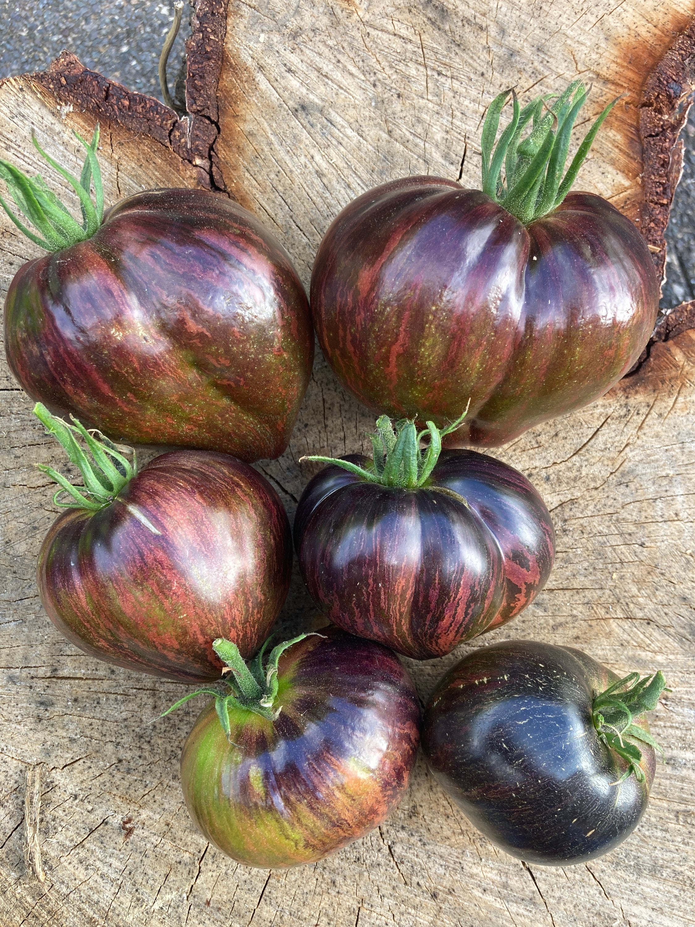 Rebel Starfighter Prime Tomato Seeds Rare Heirloom Tomatoes Etsy UK