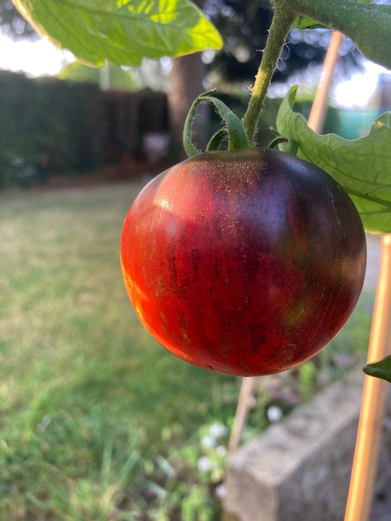 Kaleidoscopic Jewel Tomato Seeds X 10 Rare Heirloom Tomatoes Etsy UK