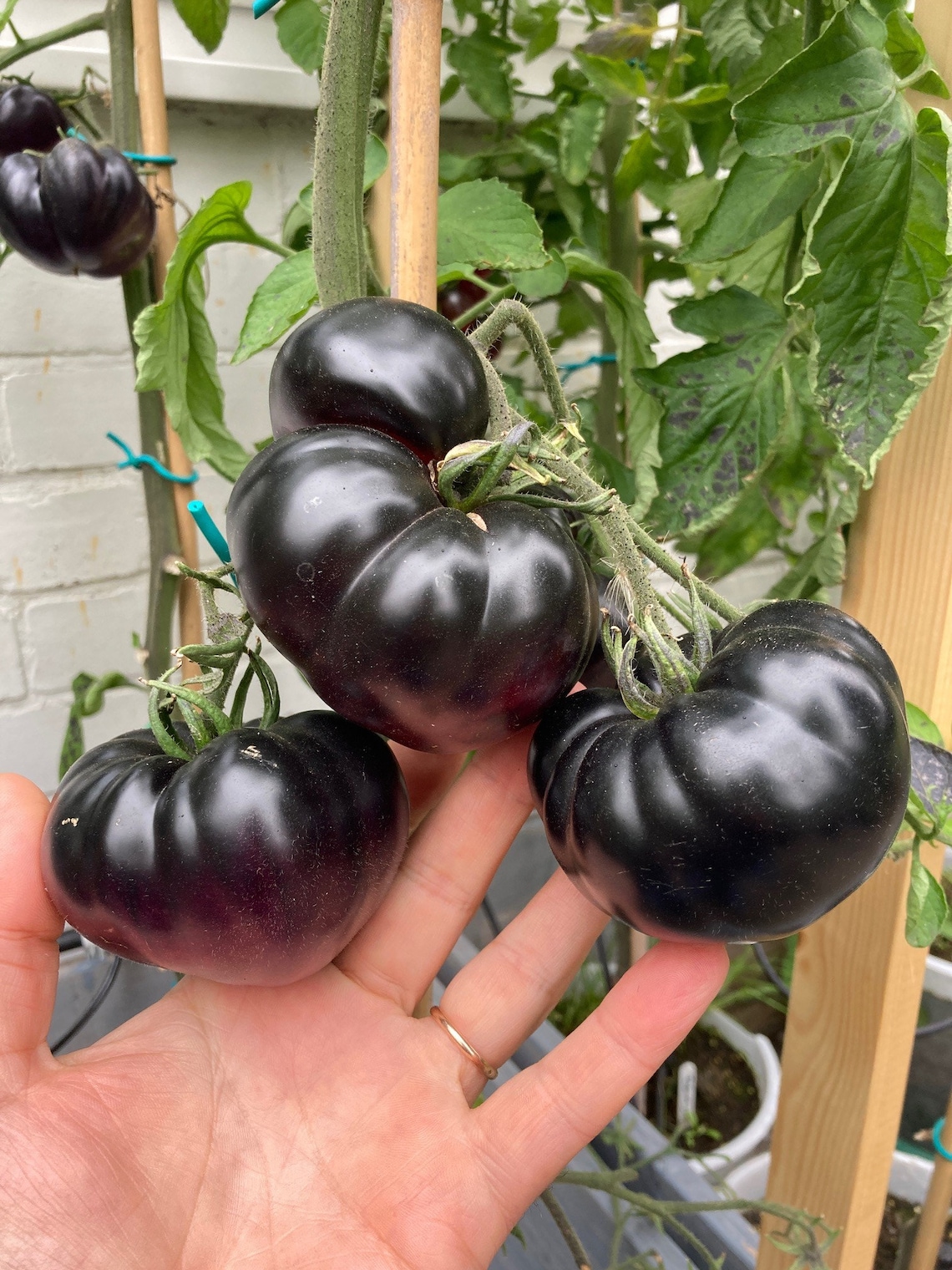 Black Beauty Tomato Seeds Rare Heirloom Tomatoes Etsy UK