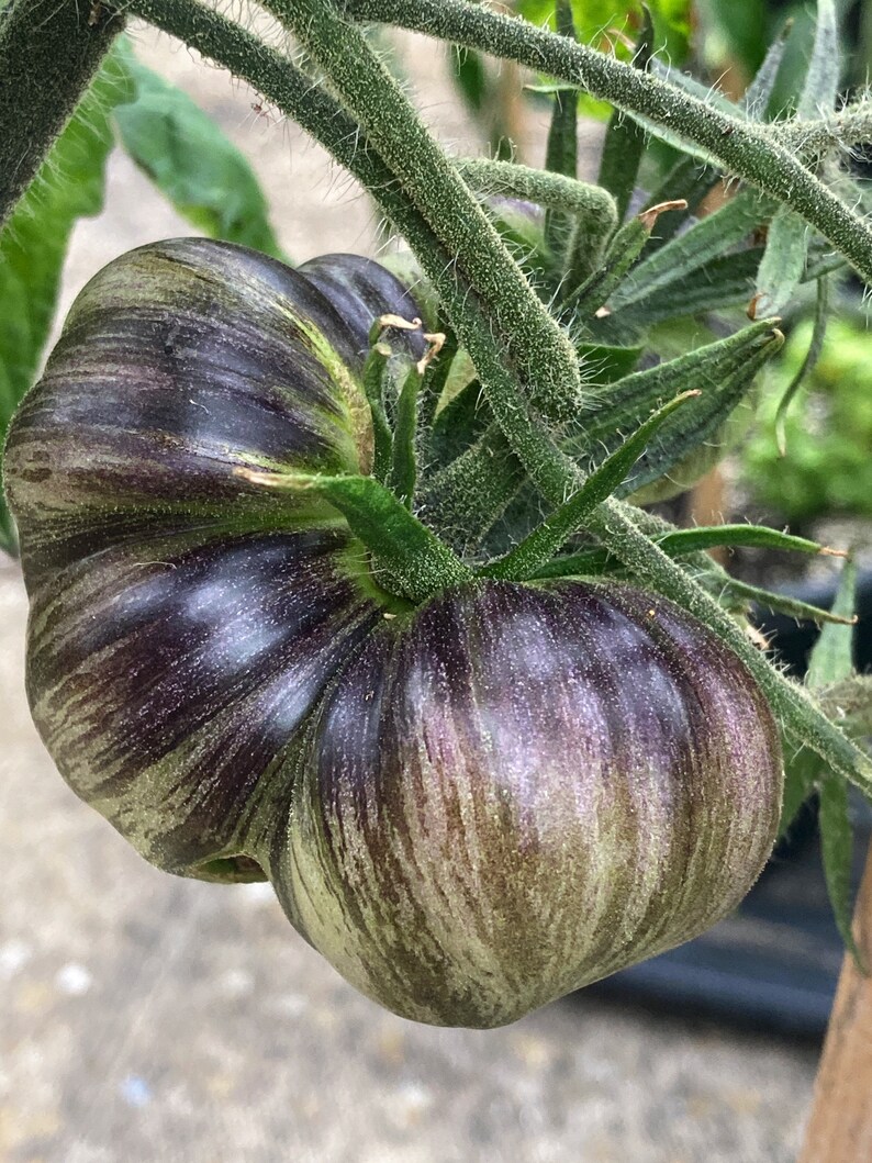 Rebel Starfighter Prime Tomato Seeds X 10 Rare Heirloom Etsy UK