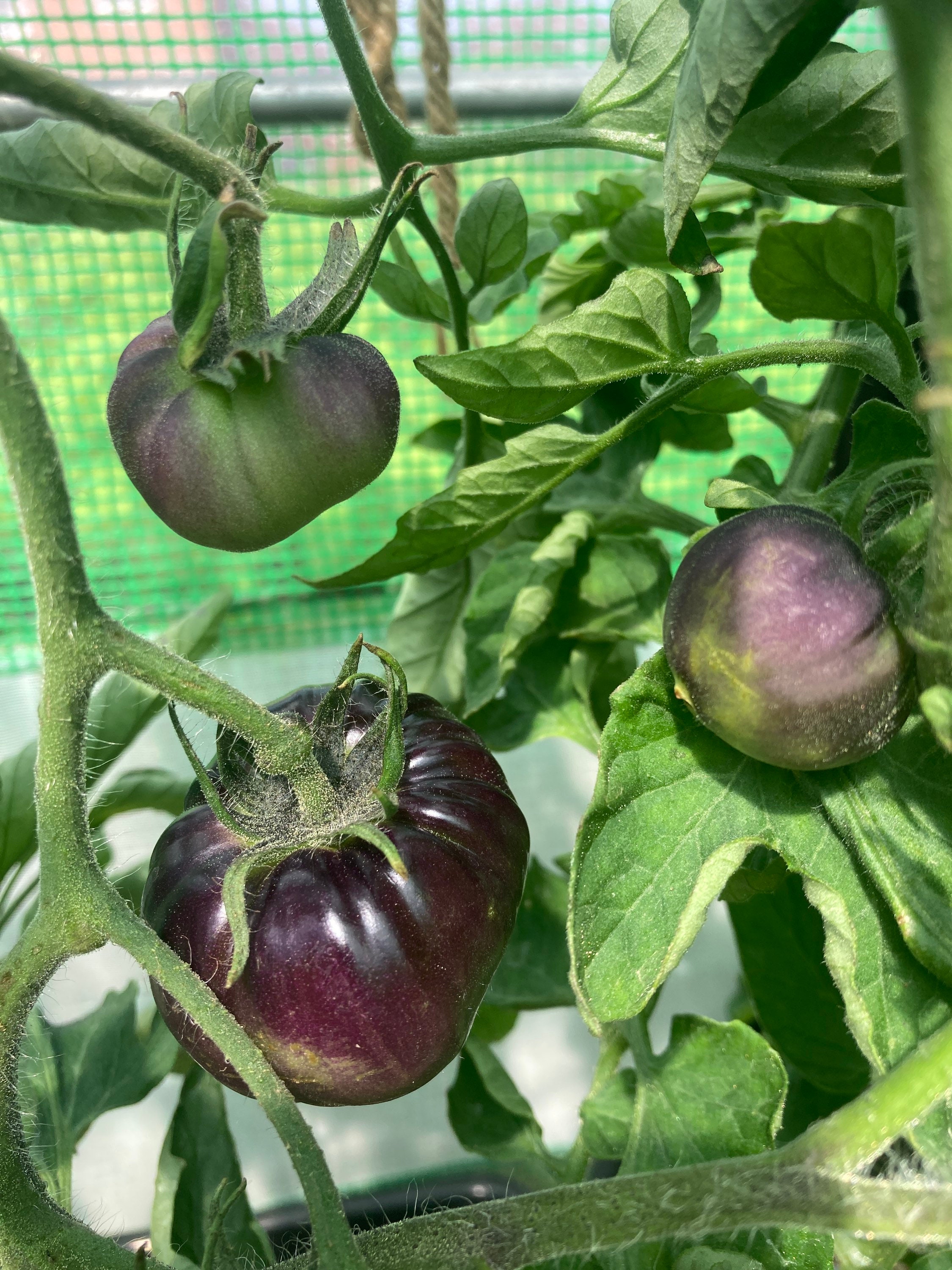 Sart Roloise Tomato Seeds Rare Heirloom Tomatoes Etsy UK