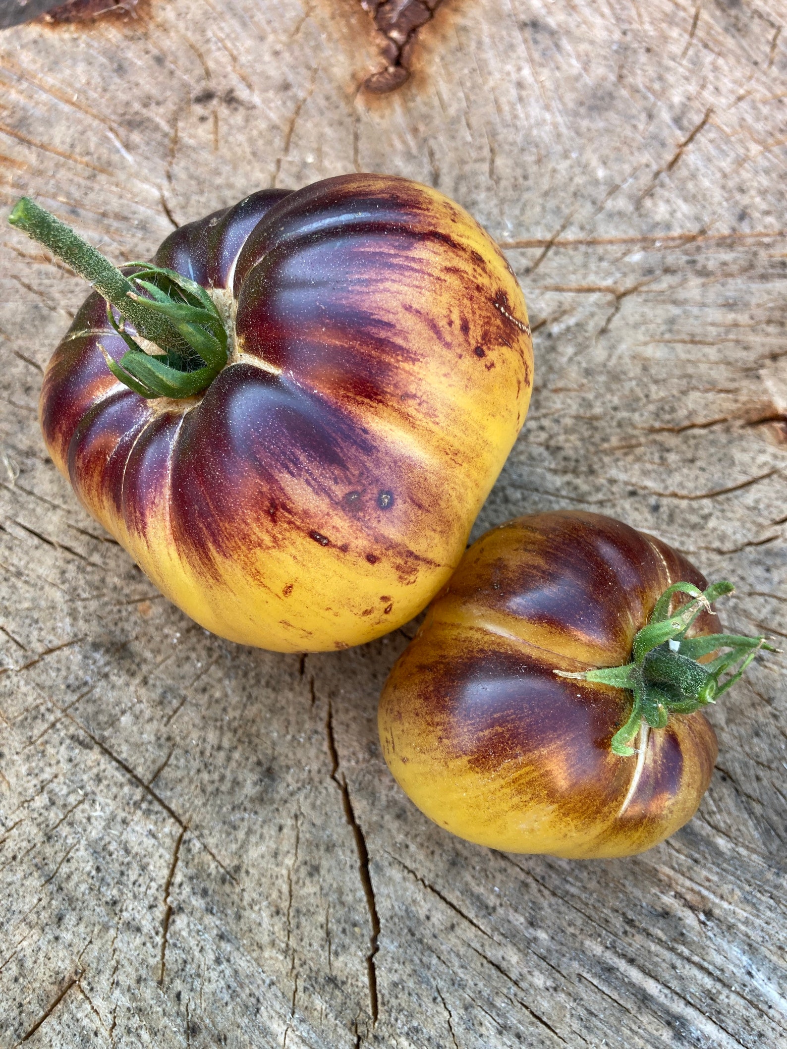 Sart Roloise Tomato Seeds Rare Heirloom Tomatoes - Etsy UK