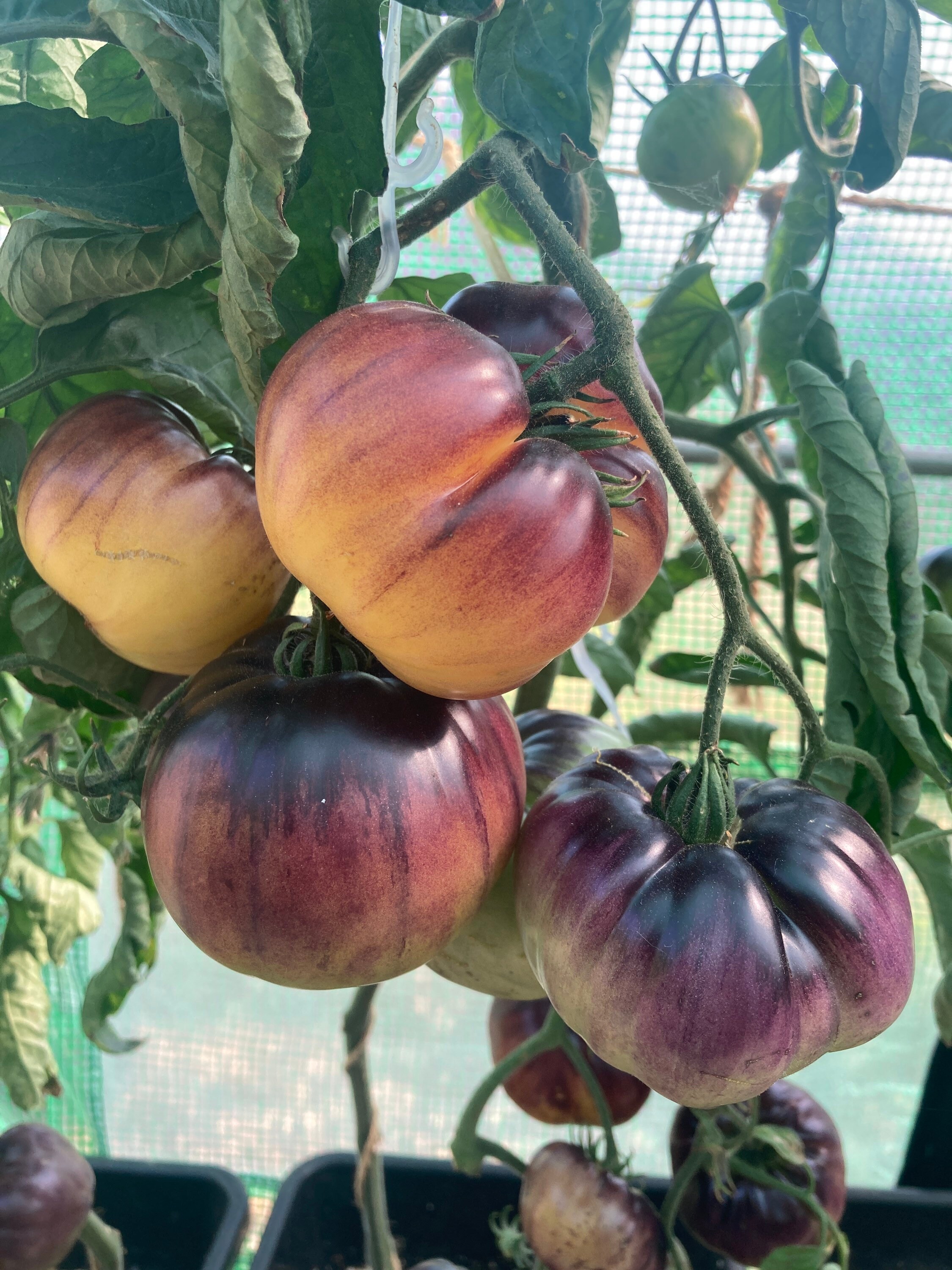 Sart Roloise Tomato Seeds Rare Heirloom Tomatoes - Etsy UK