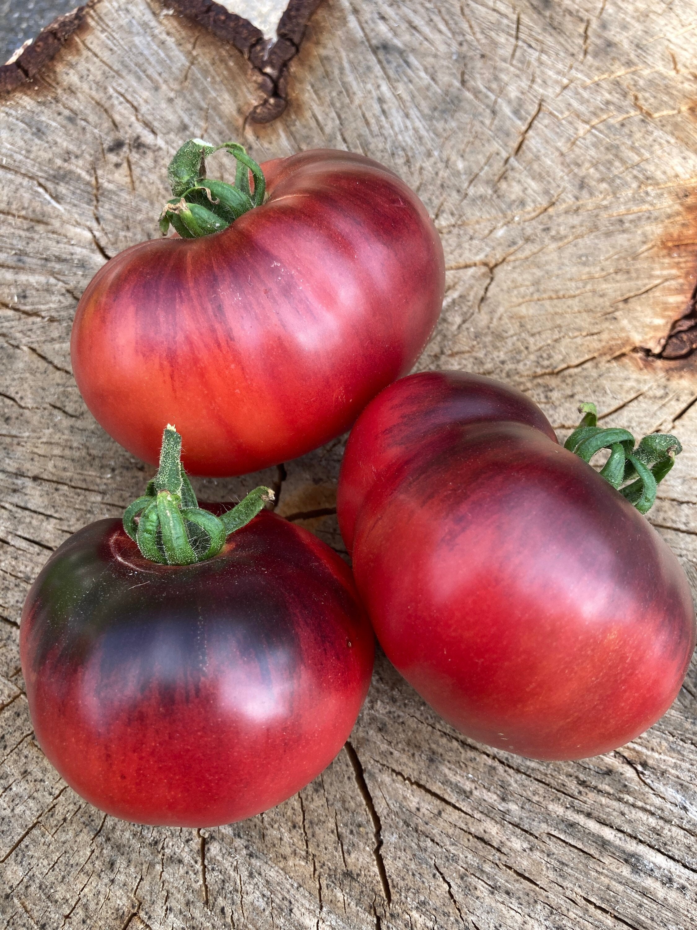 Blue Beauty Tomato Seeds Rare Heirloom Tomatoes