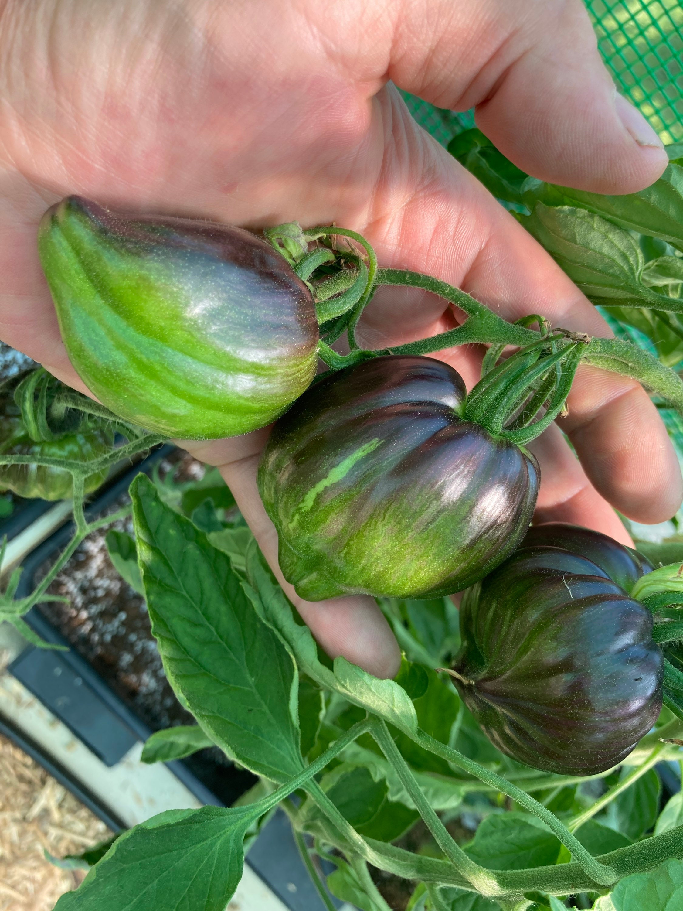 Rebel Starfighter VT16 Tomato Seeds Rare Green Heirloom Etsy UK