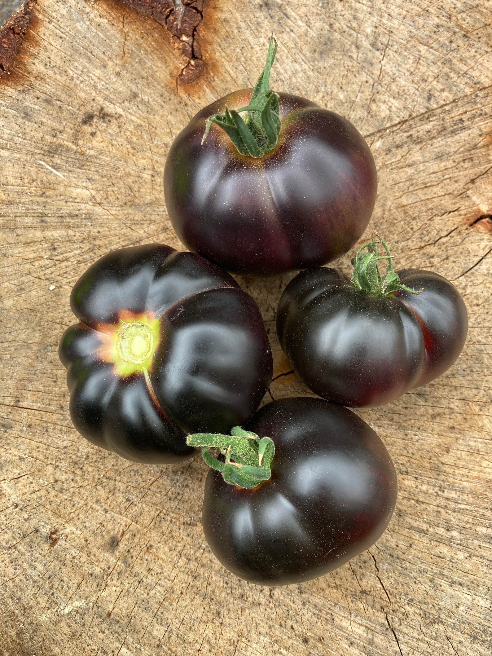 Black Beauty Tomato Seeds Rare Heirloom Tomatoes Etsy New Zealand