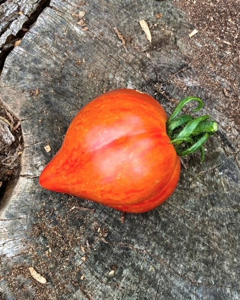 Crushed Heart Tomato Seeds Rare, Heirloom Tomatoes Etsy UK