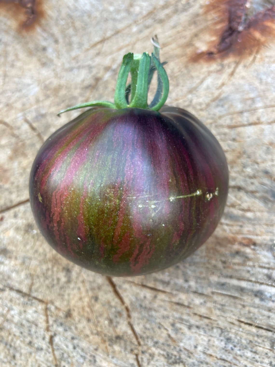 Rebel Starfighter Prime Tomato Seeds Rare Heirloom Tomatoes - Etsy