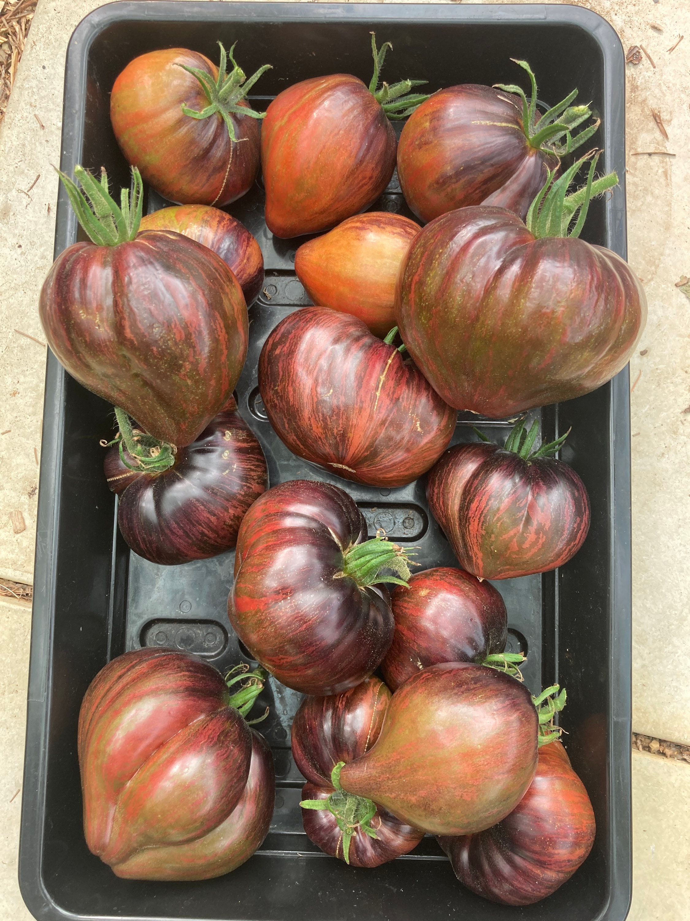 Rebel Starfighter Prime Tomato Seeds Rare Heirloom Tomatoes Etsy Australia