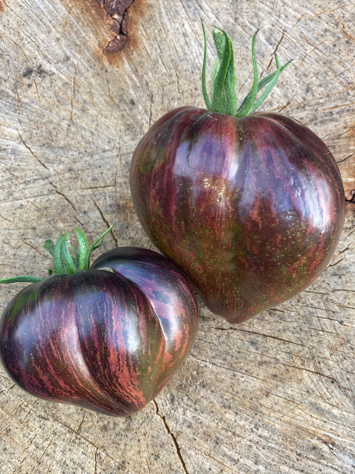 Rebel Starfighter Prime Tomato Seeds Rare Heirloom Tomatoes Etsy Australia