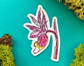 Calypso Orchid, Vinyl Sticker, Ontario Flowers, Bruce Peninsula, Fathom Five, Protected Plants, Ontario Canada