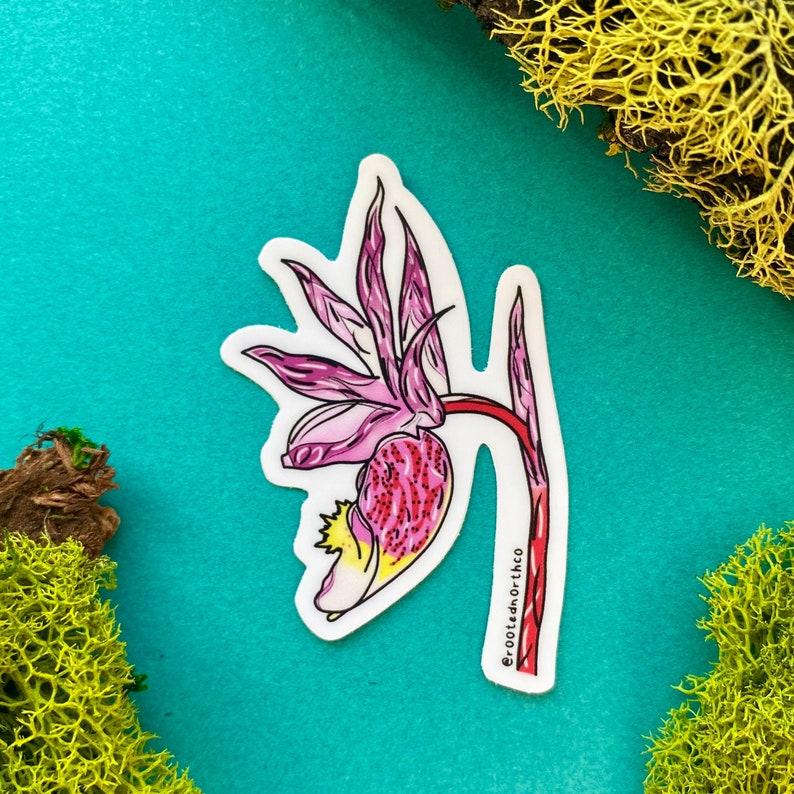Calypso Orchid, Vinyl Sticker, Ontario Flowers, Bruce Peninsula, Fathom ...