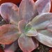 see more listings in the Succulento section