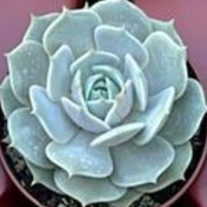 Echeveria Lola