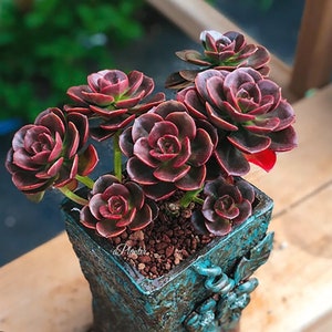 Echeveria Melaco