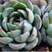 see more listings in the Succulent section