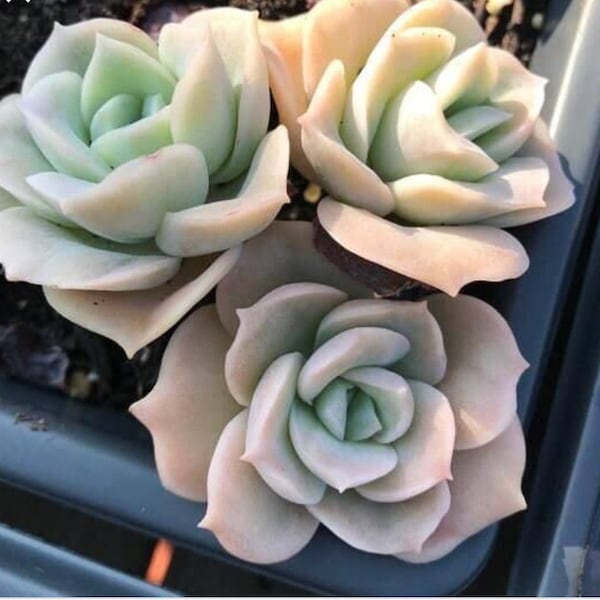 Echeveria Schöne Rose