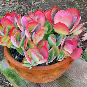 Kalanchoe Tirsiflora