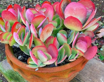 Kalanchoe Tirsiflora