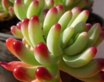 Sedum clownnose