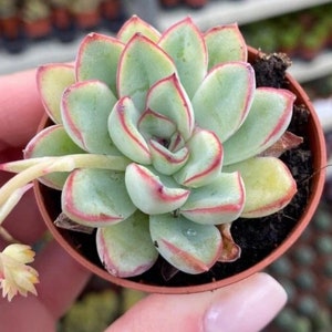 Echeveria Pulidonis