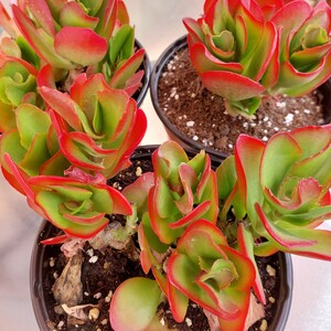 Kalanchoe