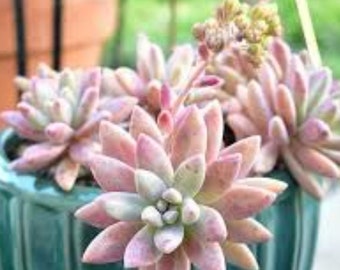 Craptosedum Darley Sunshine