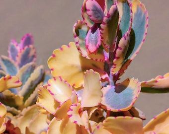 Kalanchoe variegata