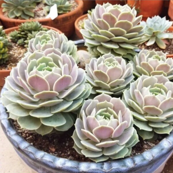 Echeveria Lola