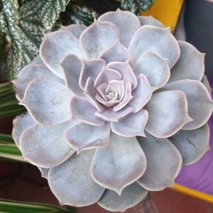 Echeveria Lilacina