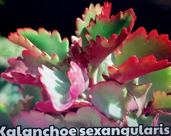 Kalanchoe Sexangularis