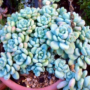 Sedum Clavatum.