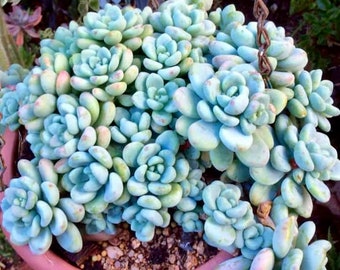 Sedum Clavatum.