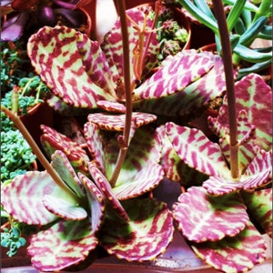 Kalanchoe Humilis