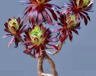 AEONIUM VELOUR pianta succulenta Rara da collezione