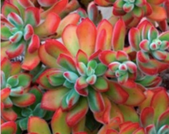 Devozione all'Echeveria Pulvinata