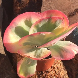 Kalanchoe ‘Fantastic”