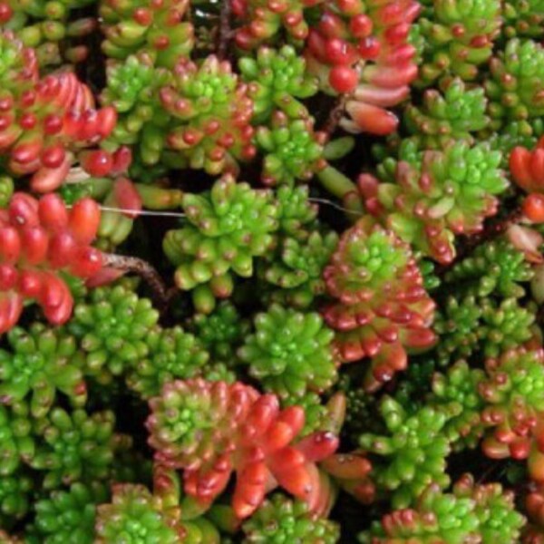 Sedum Rubrotinctum