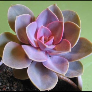 Echeveria perle von nunberg