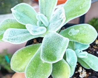 Gefrorene Echeveria pulvinata