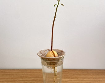 Vaso Idroponico In Vetro Per Avocado - 4 Modelli Trasparenti Per Far Crescere Le Piantine In Modo Divertente - Foto 3