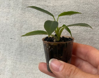Seed Grown Spiritus Sancti Philodendron, MINI