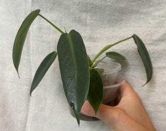 Seed Grown Spiritus Sancti Philodendron