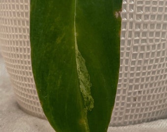 Philodendron Quelali Round X Spiritus Sancti - Etsy