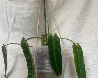 Seed Grown Spiritus Sancti Philodendron, Large