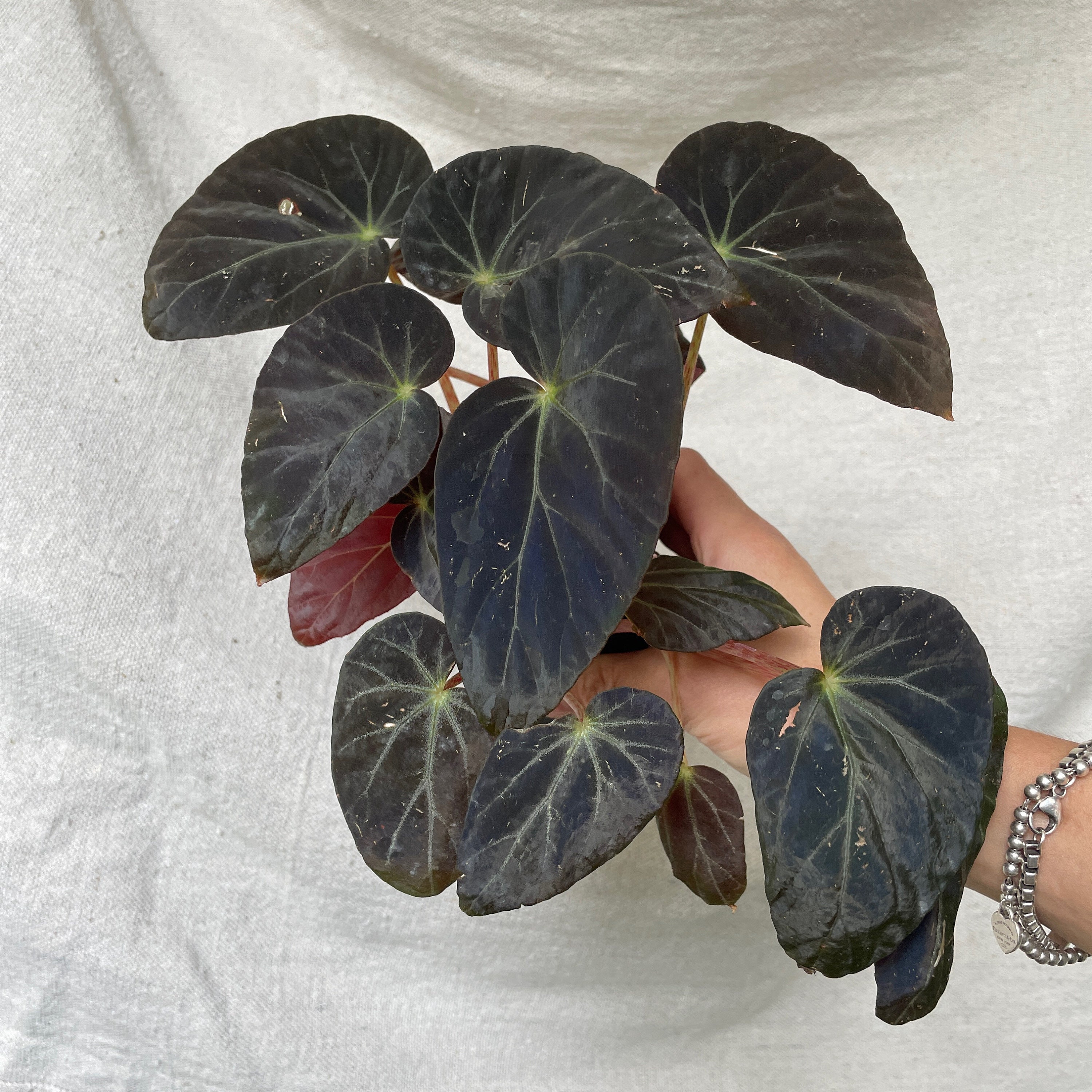 Burkillii Begonia Dark Form - Etsy
