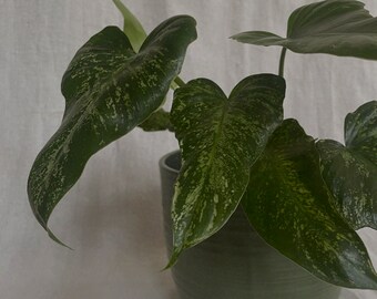 Golden Dragon Philodendron Live Plant